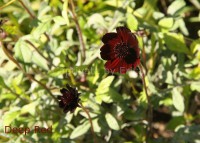 /album/captivatebyerica/deep-red-800x572-jpg1/